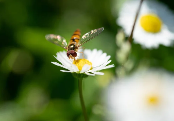 Insecte Recueillant Pollen Fleur Blanche Avec Lumière Coucher Soleil — Photo