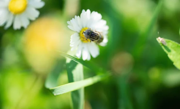 Bel Insecte Volant Décollant Une Fleur Marguerite Dans Jardin — Photo