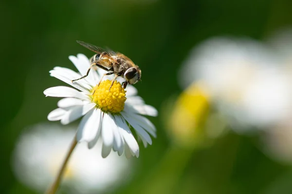 Bel Insecte Volant Décollant Une Fleur Marguerite Dans Jardin — Photo