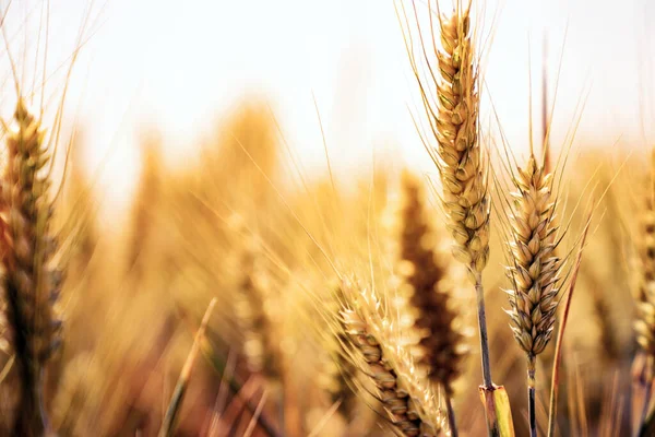 Vete Fält Slutet Sommaren Fullt Mogna Bakgrund Texturbegrepp — Stockfoto