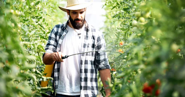 Joven Agricultor Protegiendo Sus Plantas Rociando Con Productos Químicos — Foto de Stock