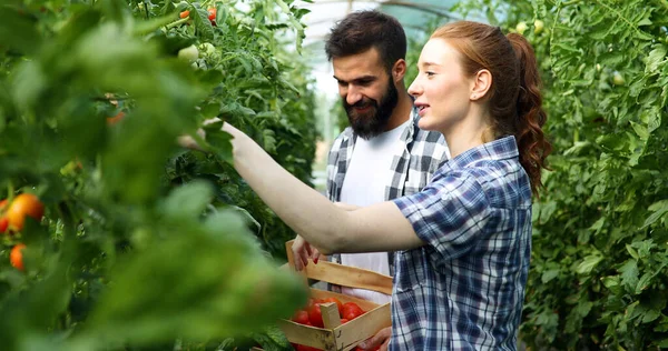 Unga Glada Par Jordbrukare Som Arbetar Växthus — Stockfoto