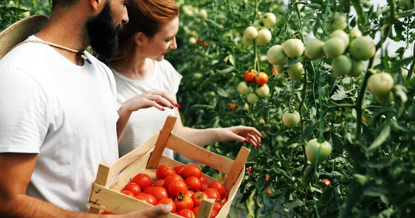 Joven Pareja Feliz Agricultores Que Trabajan Invernadero —  Fotos de Stock