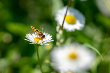 Beyaz çiçeklerin üzerinde uçan bir böceğin makro fotoğrafı bahçede ve arka planda bulanık..