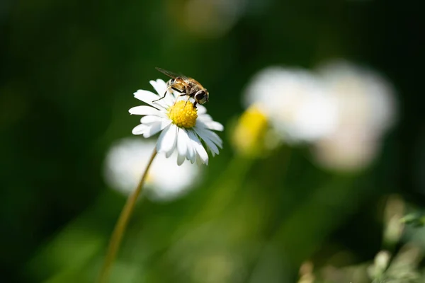 Insecte Recueillant Pollen Fleur Blanche Avec Lumière Coucher Soleil — Photo