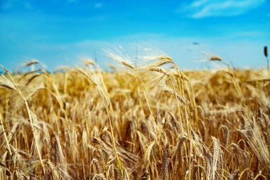 Bir tarlada yetişen sarı tahıllar hasat için hazır. Sağlıklı gıda konsepti