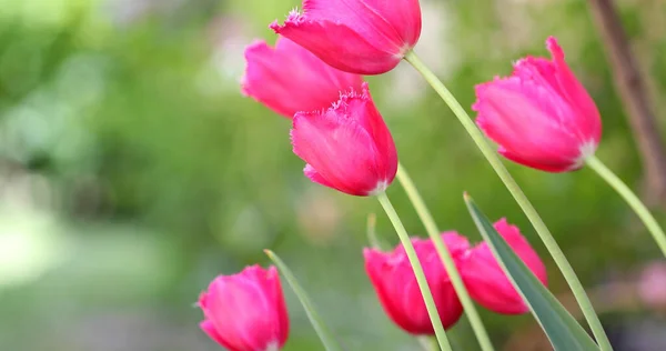 Bella Vista Tulipani Rosa Sotto Luce Del Sole Paesaggio Nel — Foto Stock