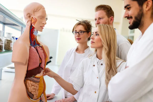 Laboratuvarda Anatomik Modeli Inceleyen Tıp Öğrencisi — Stok fotoğraf