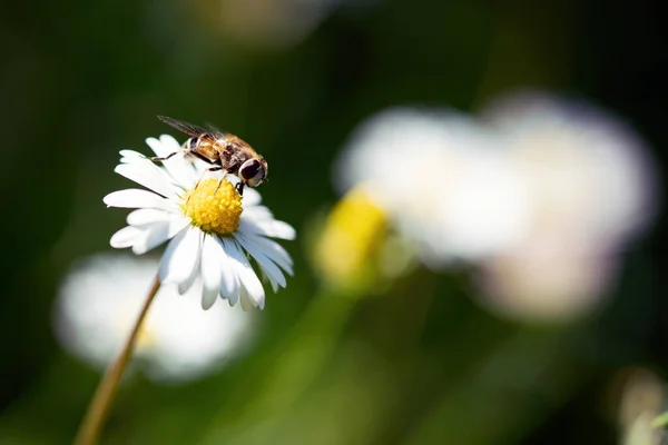 Macro Photo Insecte Volant Sur Les Fleurs Blanches Est Dans — Photo