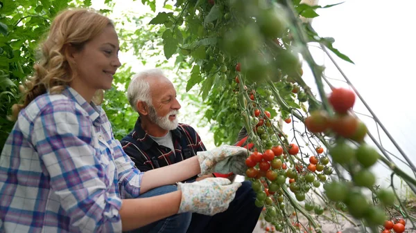 Happy Family Working Together Greenhouse Healthy Organic Food Concept — Stock Photo, Image