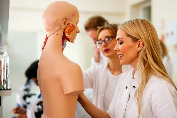 Φοιτητής Ιατρικής Που Εξετάζει Μοντέλο Του Ανθρώπινου Σώματος Στο Εργαστήριο — Φωτογραφία Αρχείου