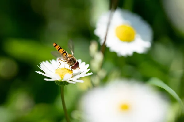 Hermoso Insecto Volador Despegando Una Flor Margarita Jardín —  Fotos de Stock