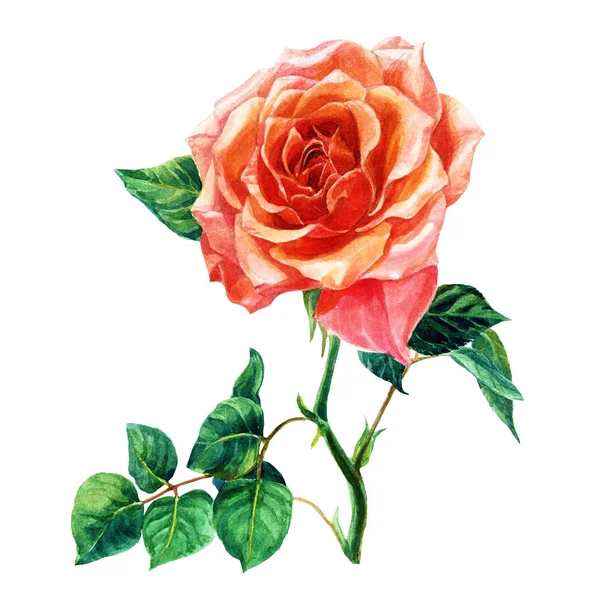 Růže Listy Maloval Akvarel — Stock fotografie