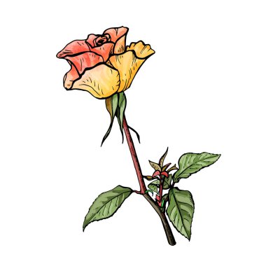 Bir kök üzerinde büyük gül botanik illüstrasyon vektör.