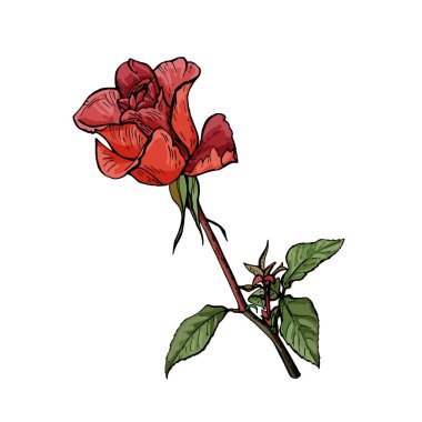 Bir kök üzerinde büyük gül botanik illüstrasyon vektör.