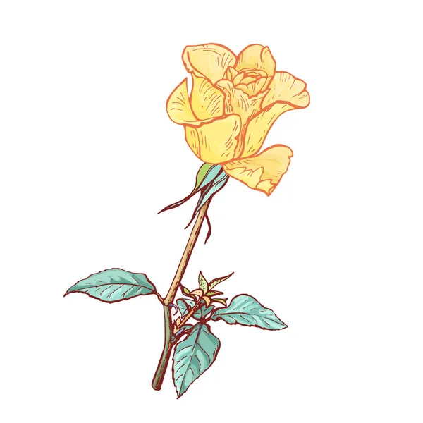Rosa Grande Uma Haste Ilustração Botânica Vetor — Vetor de Stock