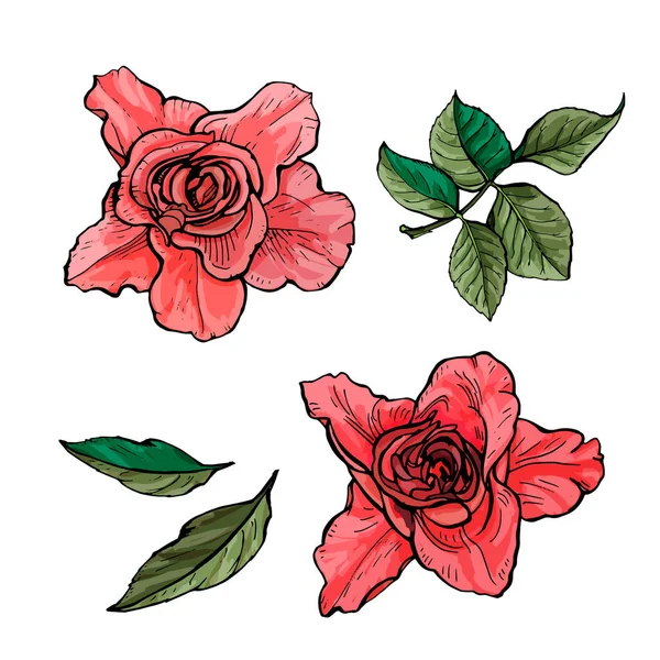 Set Bemalter Rosen Mit Blättern Vektorillustration — Stockvektor