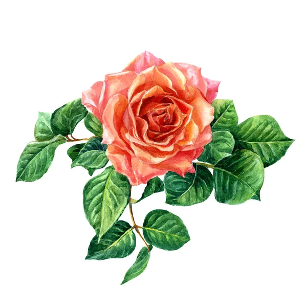 Роза Листям Пофарбованими Акварель — стокове фото