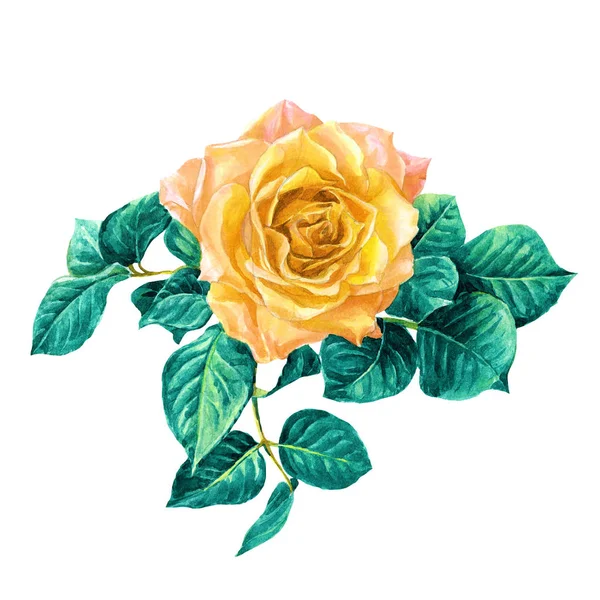 Růže Listy Maloval Akvarel — Stock fotografie