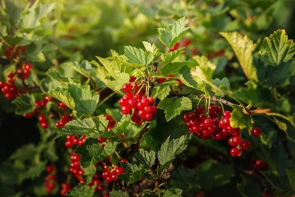 Red Currant Bush Berries — Stock Photo, Image