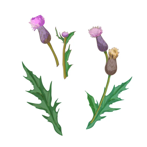 Flores Cardo Conjunto Elementos Vectoriales — Vector de stock