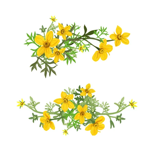 Arrangement Floral Des Fleurs Bidens Illustration Vectorielle — Image vectorielle