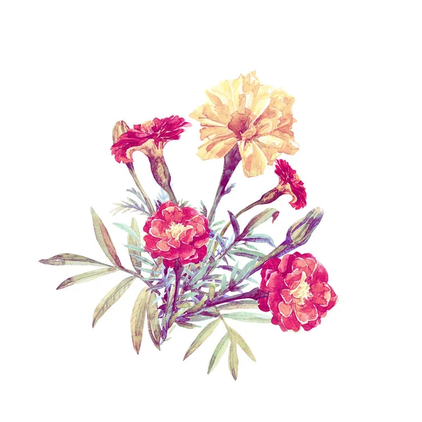 在水彩画的白色背景上被隔离的一束万寿菊 — 图库照片