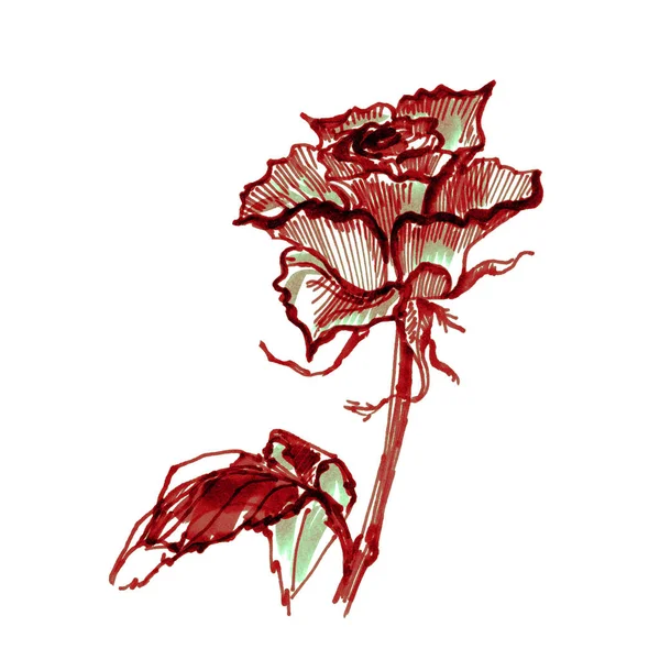 Rose Drawn Marker — Stock Photo, Image