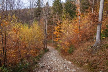 Dağlarda sonbahar ormanı.