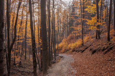 Dağlarda sonbahar ormanı.