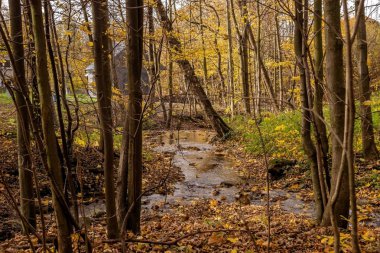 Dağlarda sonbahar ormanı.
