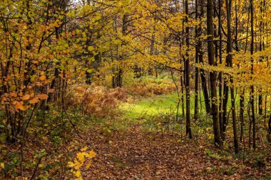 Dağlarda sonbahar ormanı.