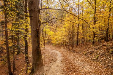 Dağlarda sonbahar ormanı.
