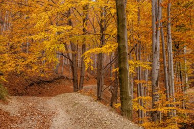 Dağlarda sonbahar ormanı.