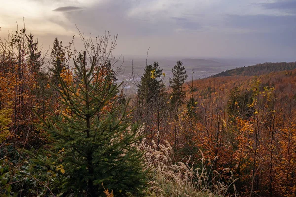 Herbstwald Den Bergen — Stockfoto