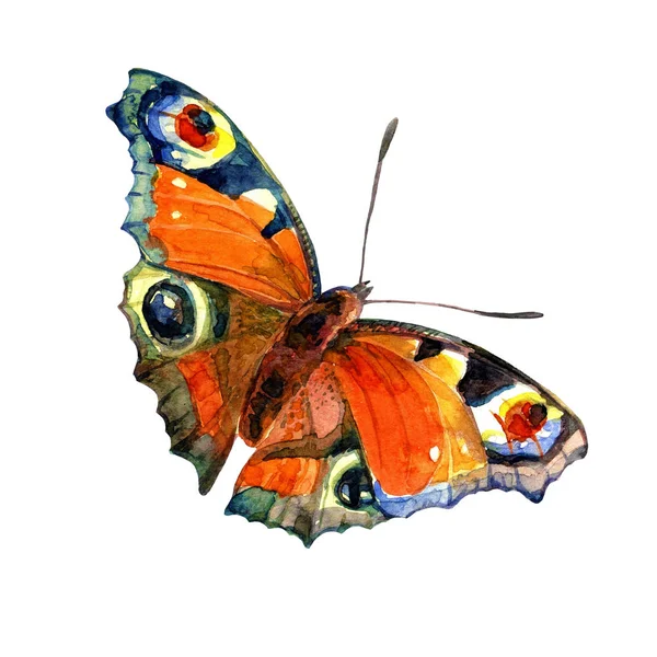 蝶は白い背景に水彩で描かれています — ストック写真
