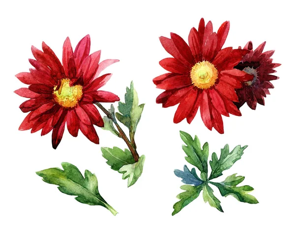 Chrysanthèmes Rouges Avec Des Feuilles Peintes Aquarelle Isolées Sur Fond — Photo