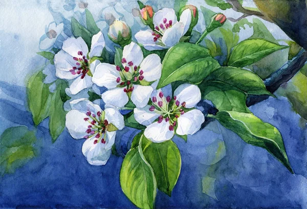 Virágzás Körte Ágak Tavaszi Kert Kép Festett Akvarell — Stock Fotó