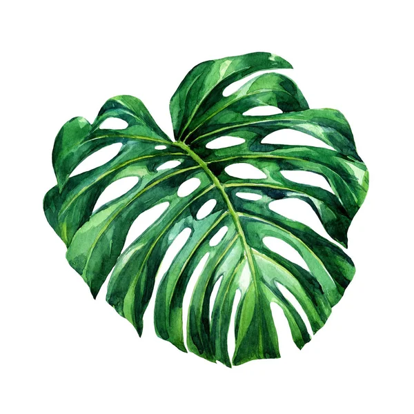 在白色背景上涂上水彩的叶热带植物 — 图库照片