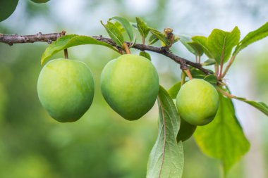 Genç yeşil erik meyve ağaç, meyve.