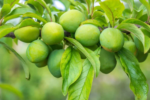 Genç yeşil erik meyve ağaç, meyve.