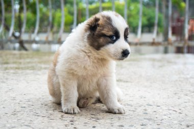 Kafkas çoban köpek yavrusu ev balkonda oturuyor.