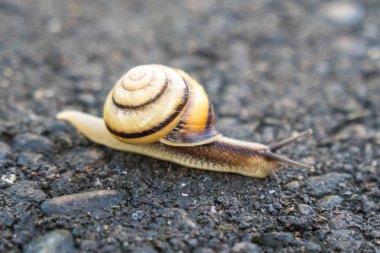 Salyangoz asphalted yolda. Hayvan dünya için tehlike.