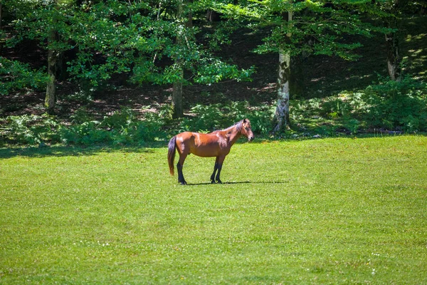 Young Horse Grazed Meadow Horse Pasture — Stock Photo, Image