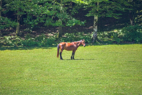Young Horse Grazed Meadow Horse Pasture — Stock Photo, Image