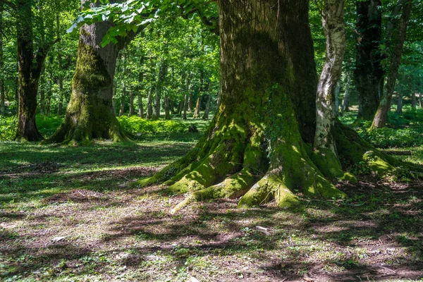 Moss Objęte Korzenie Drzew Lesie Okatse — Zdjęcie stockowe