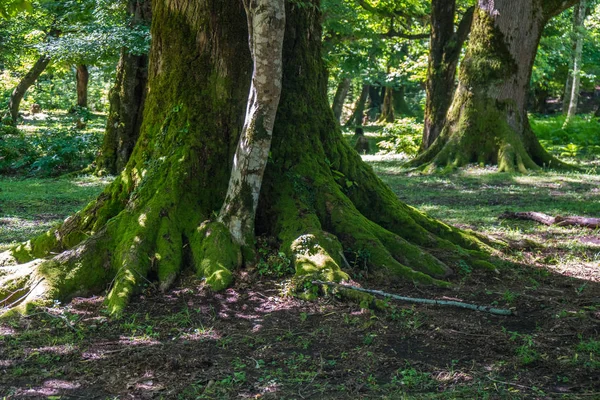 Mech Vztahuje Kořeny Stromů Lese Okatse — Stock fotografie