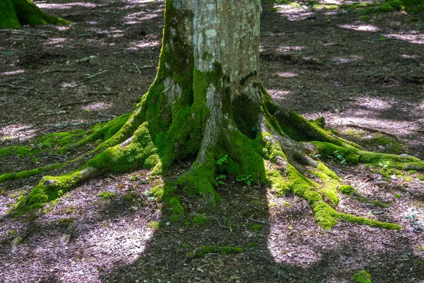 Moss Objęte Korzenie Drzew Lesie Okatse — Zdjęcie stockowe