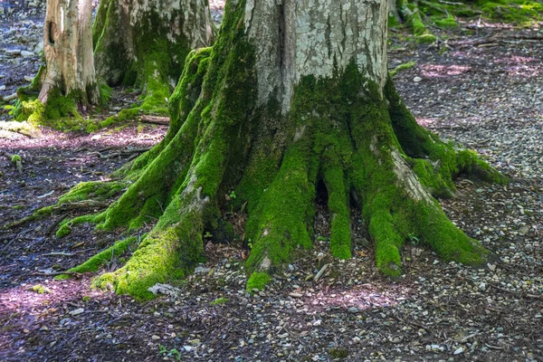 コケ覆われた森林 Okatse の木の根 — ストック写真