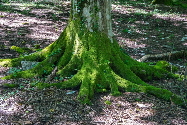 Moss Cubierto Raíces Árboles Bosque Okatse — Foto de Stock